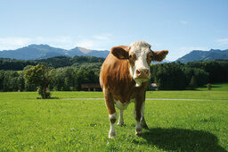 Chiemsee Alpenland mit Kampenwand