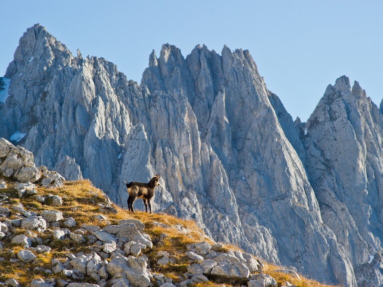 Ziege im Gebirge